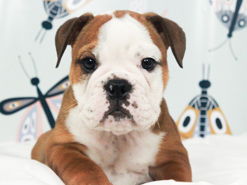 English Bulldog