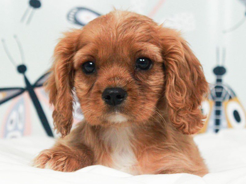 Cavalier King Charles