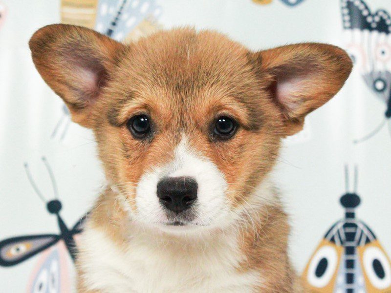 Pembroke Welsh Corgi