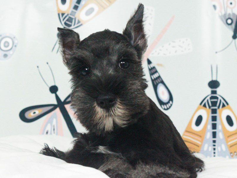 Mini Schnauzer