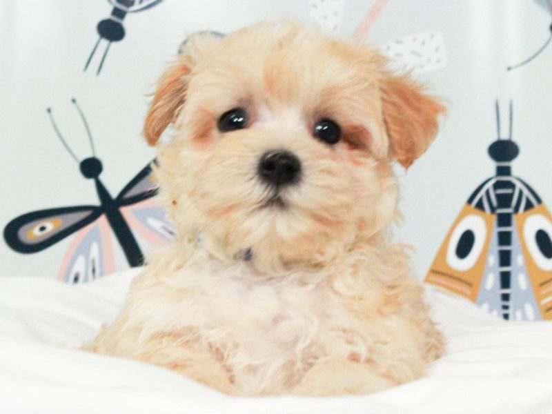 Maltipoo