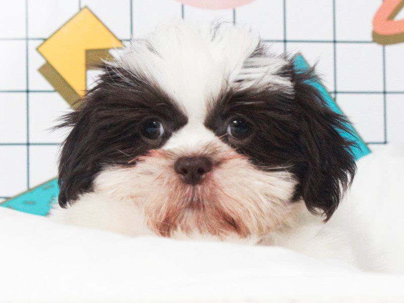 Shih Tzu
