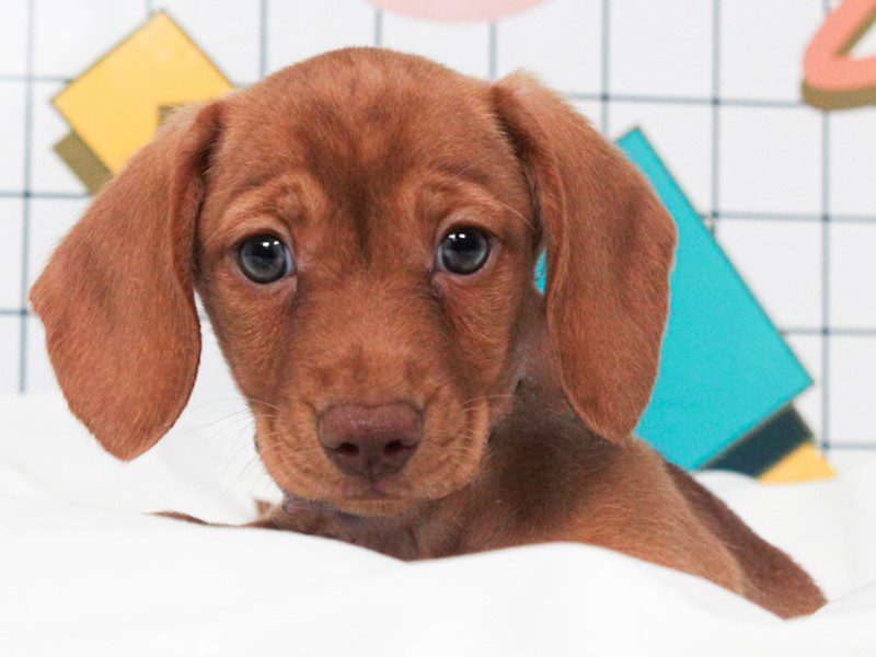 Dachshund