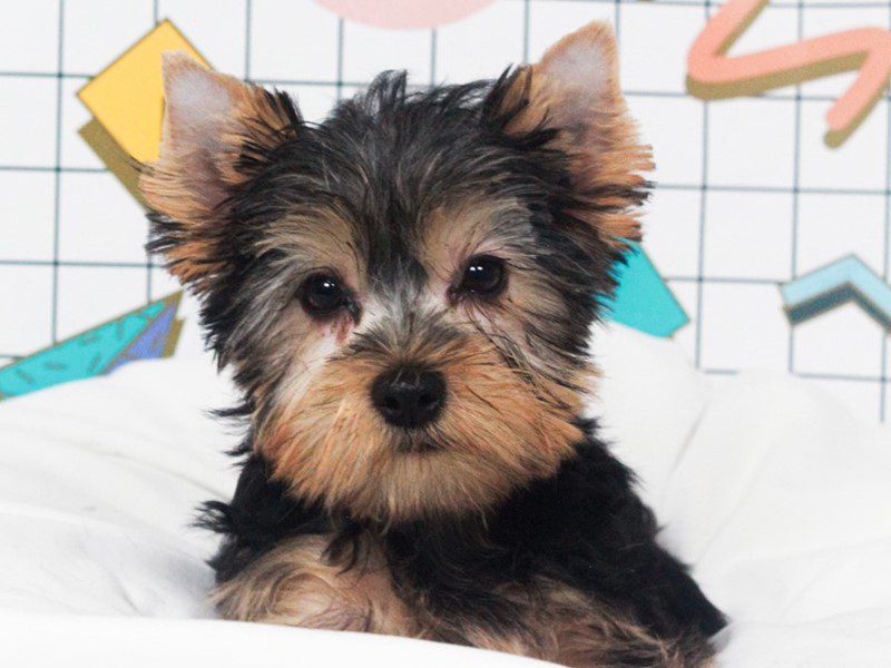 Yorkshire Terrier