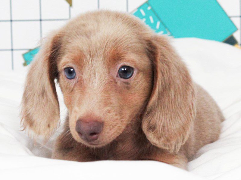 Dachshund