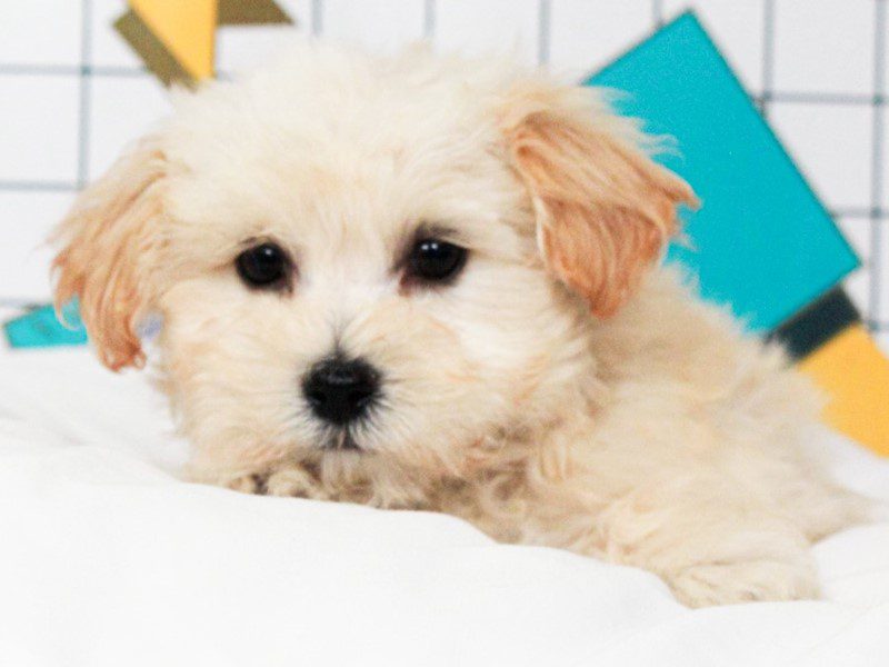 Maltipoo