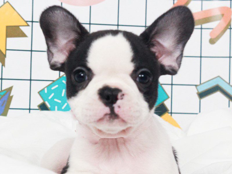 French Bulldog
