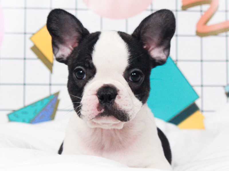 French Bulldog in Tucson, AZ