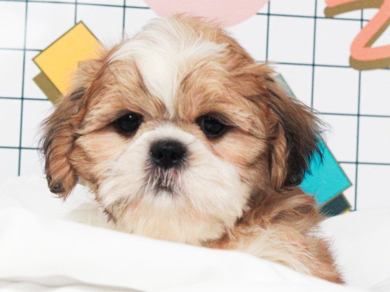 Shih Tzu