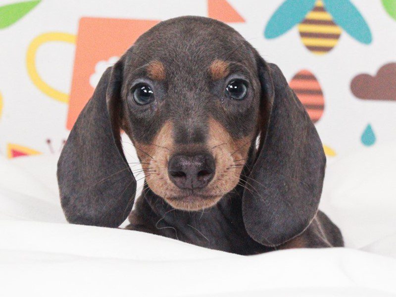 Dachshund