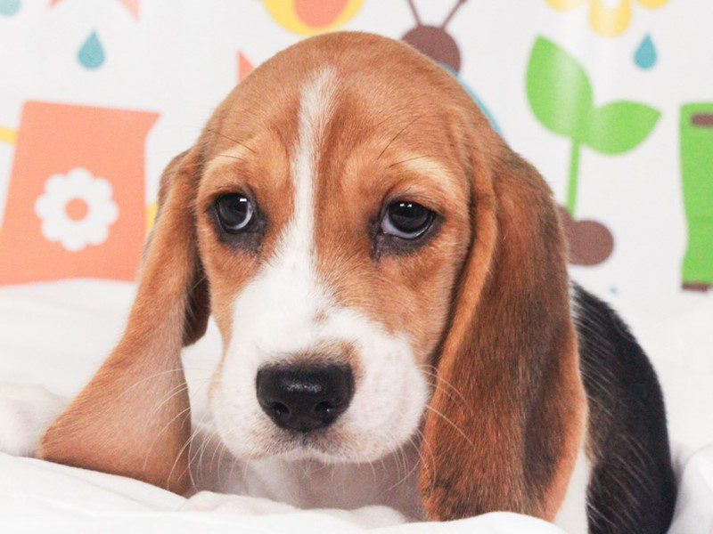 Beagle