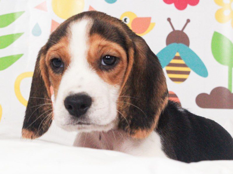 Beagle