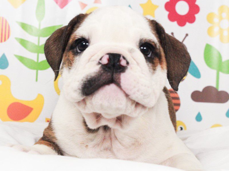 English Bulldog