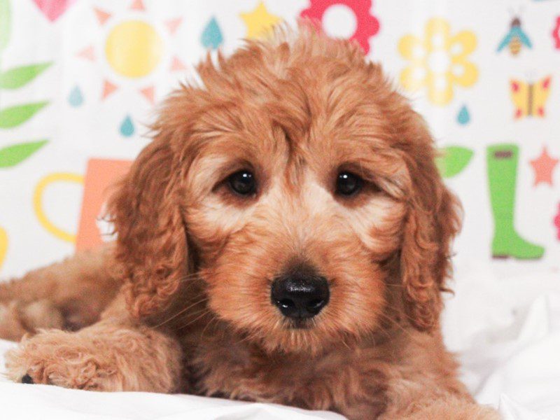 Mini Goldendoodle in Tucson, AZ
