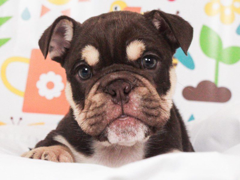 English Bulldog