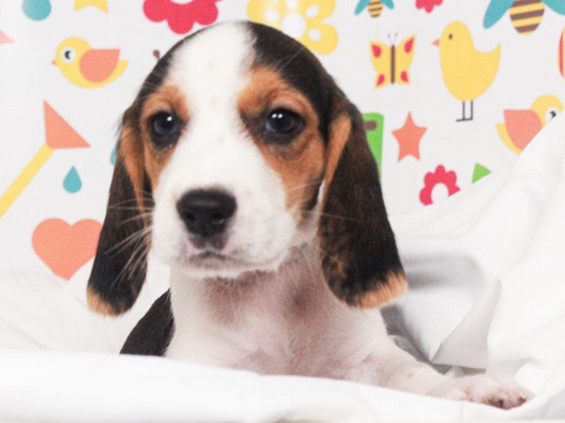 Beagle
