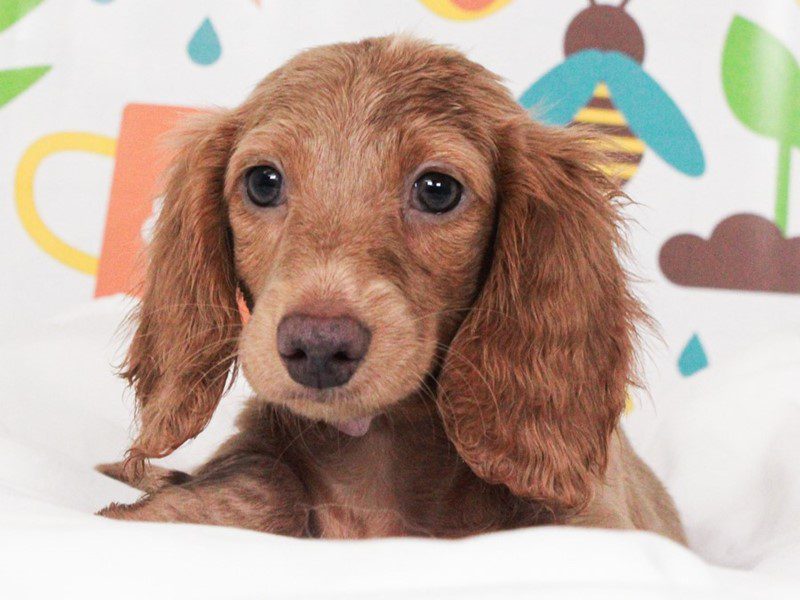 Dachshund