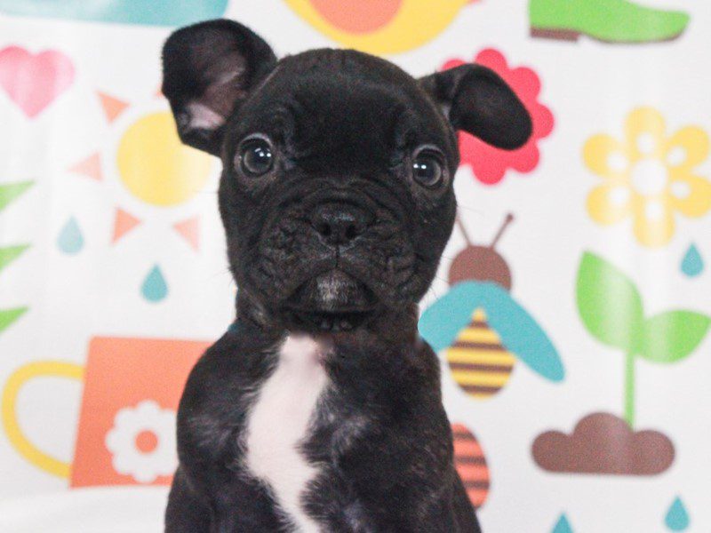 French Bulldog