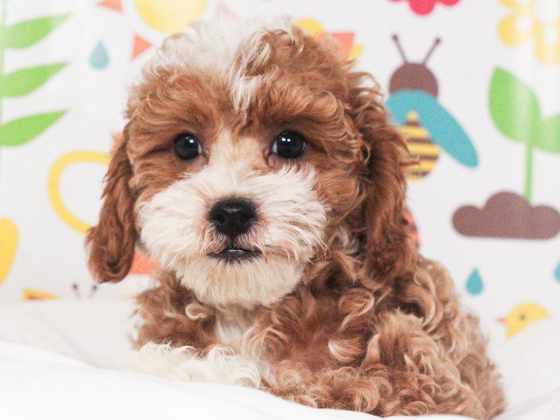 Cavapoo