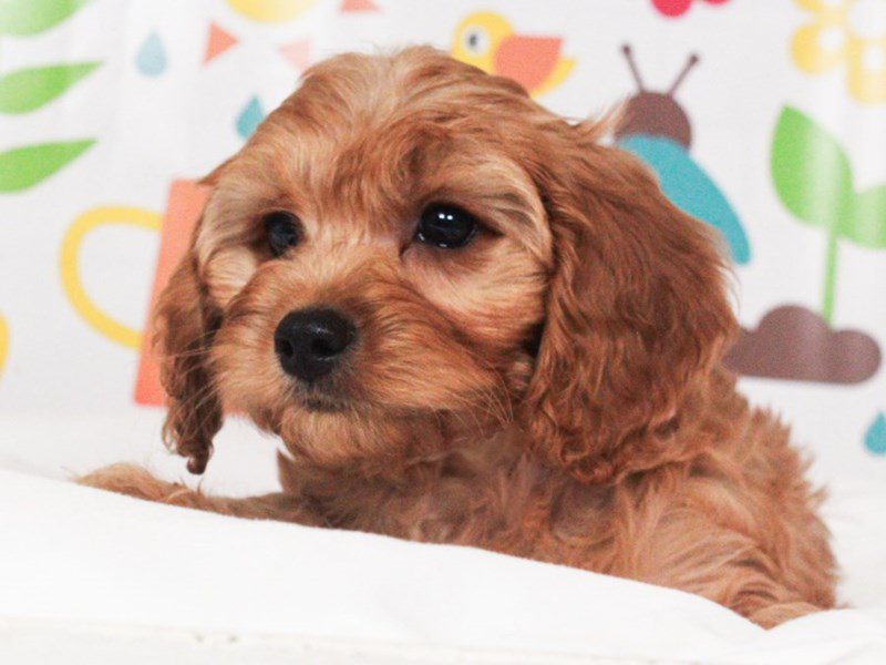 Cavapoo