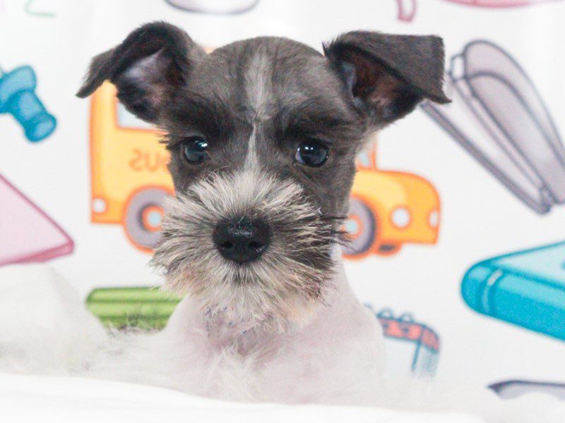 Mini Schnauzer