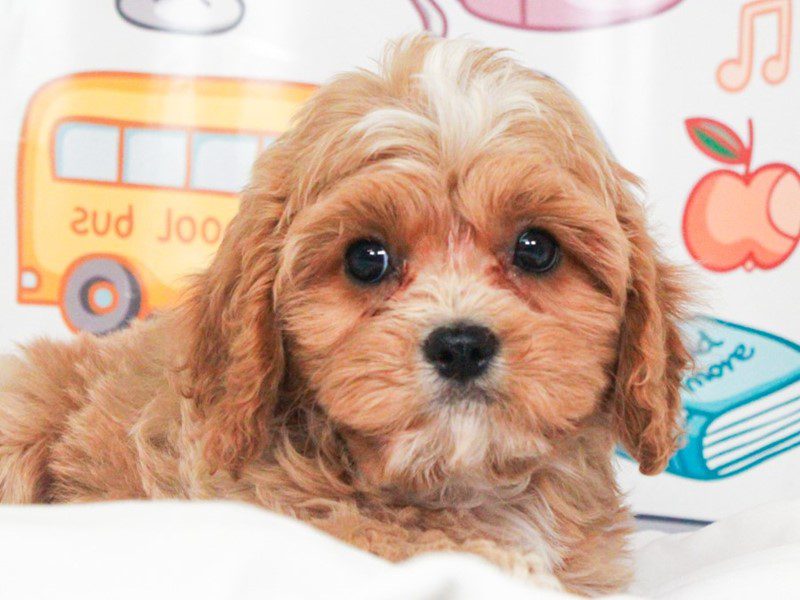 Cavapoo
