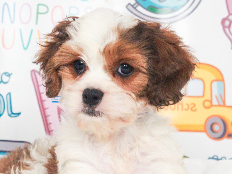 Cavapoo