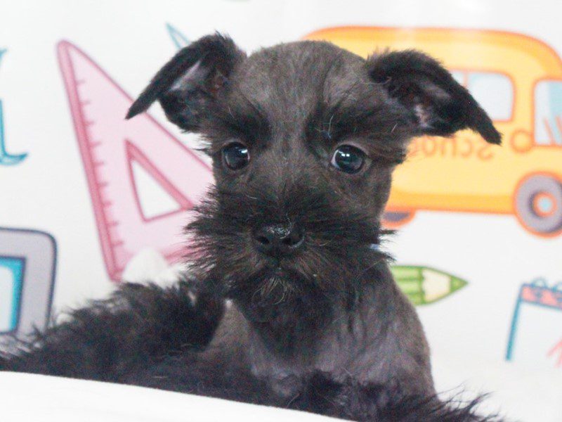 Mini Schnauzer