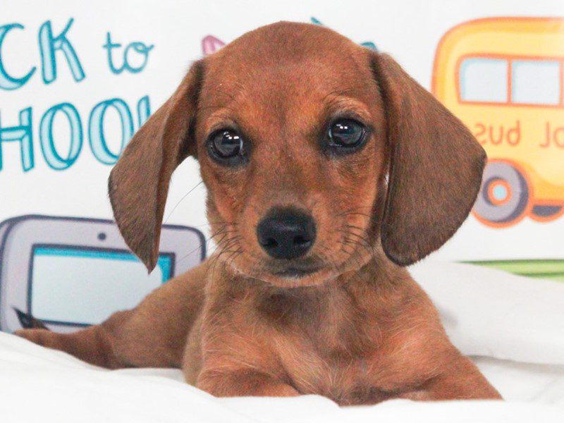 Dachshund