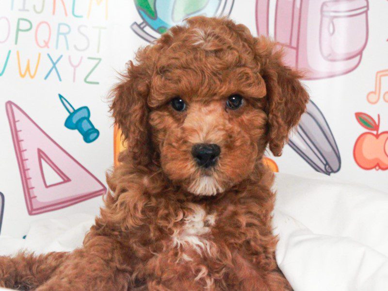 Mini Goldendoodle