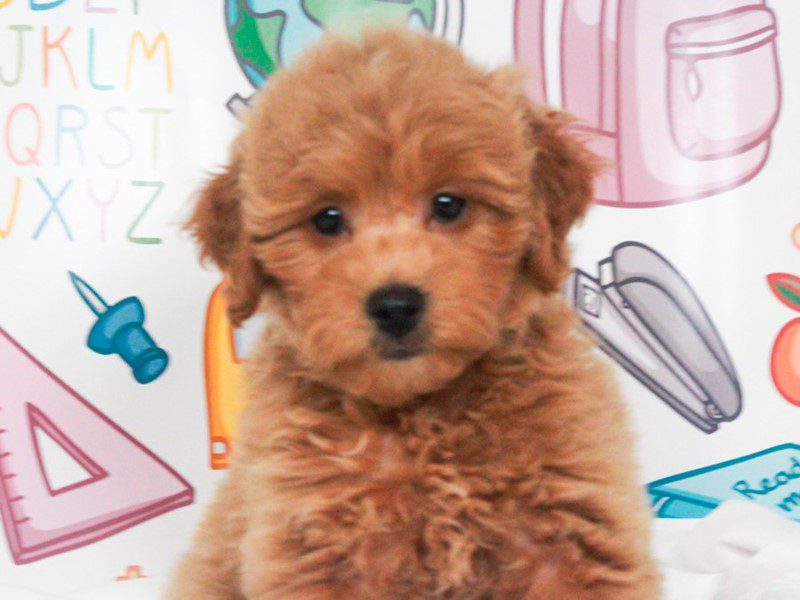 Mini Goldendoodle