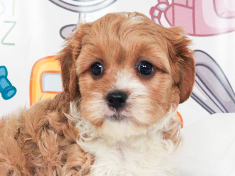 Cavapoo