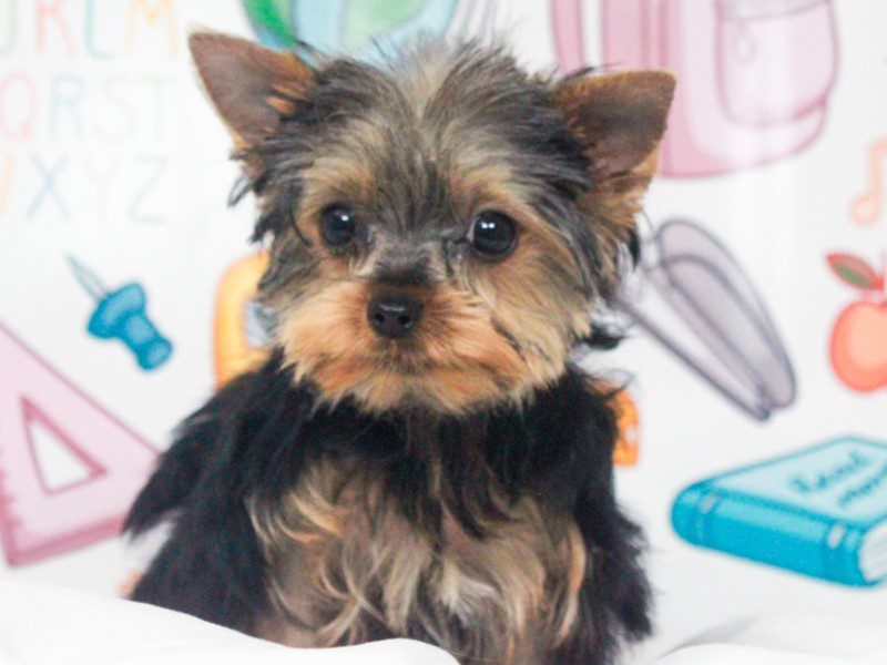 Yorkshire Terrier