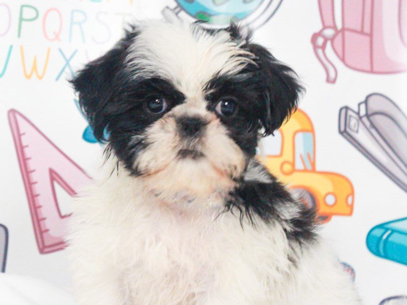 Shih Tzu