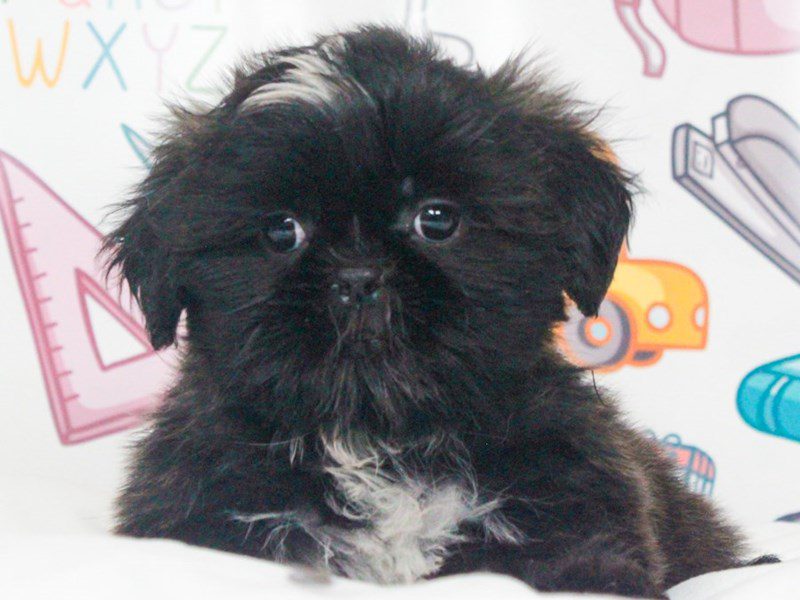 Shih Tzu