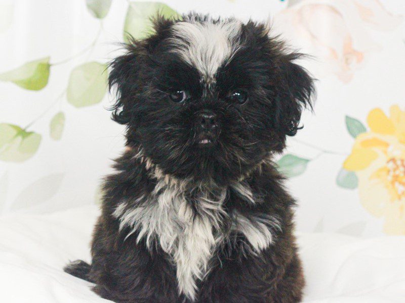 Shih Tzu
