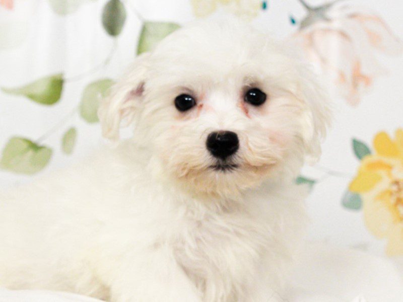 Havanese