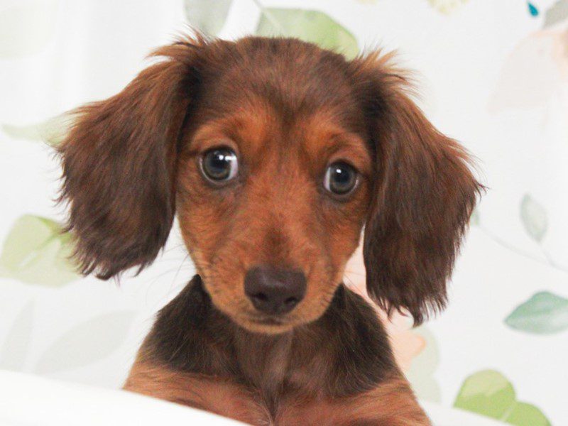 Dachshund in Queen Creek, AZ