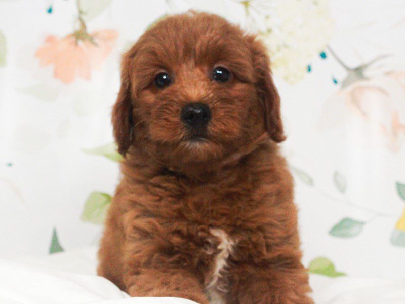 Mini Goldendoodle
