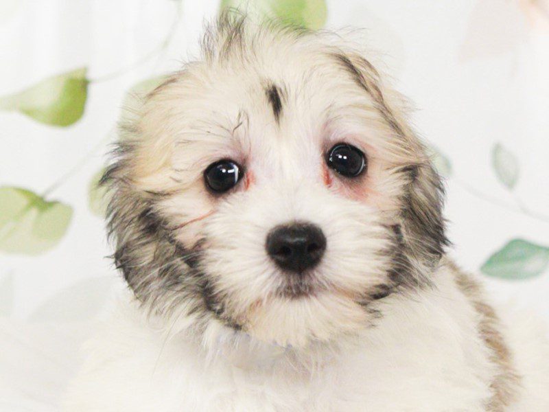 Havanese