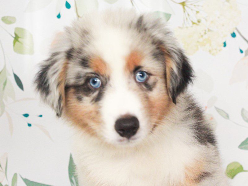 Mini American Shepherd