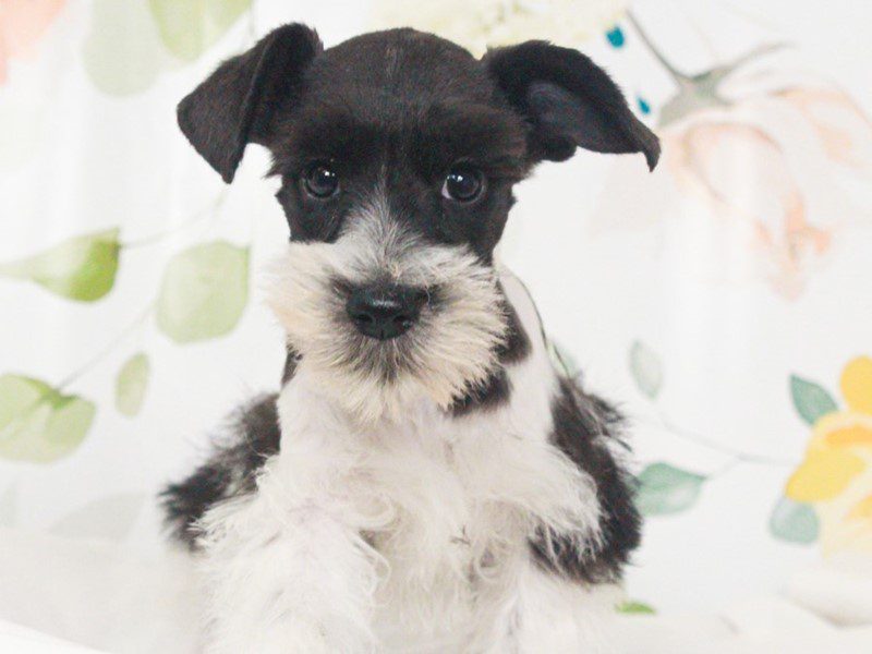 Mini Schnauzer