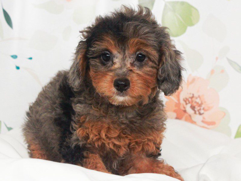 Cavapoo