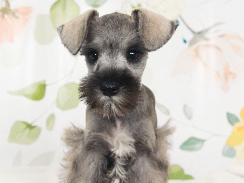 Mini Schnauzer