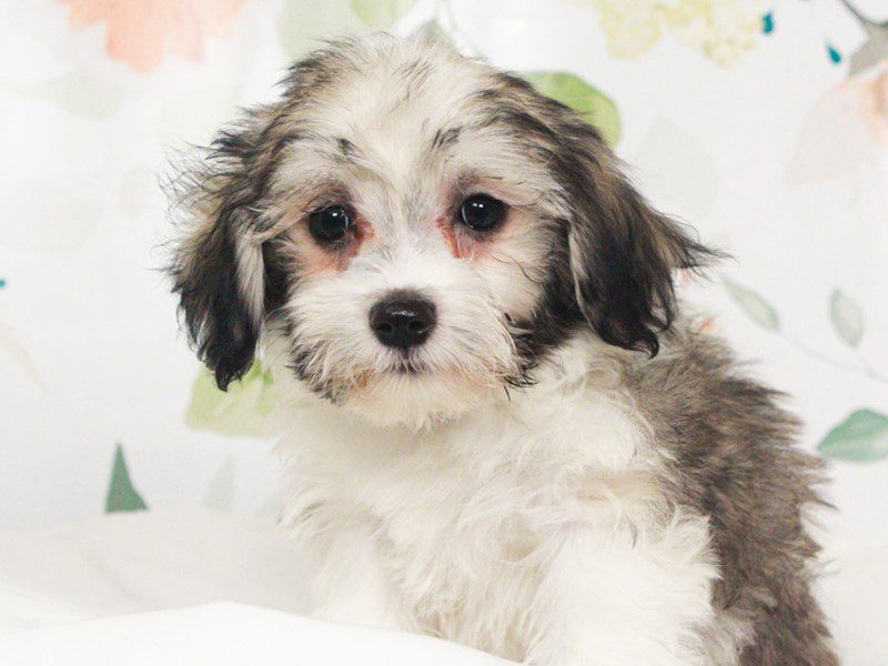 Havanese
