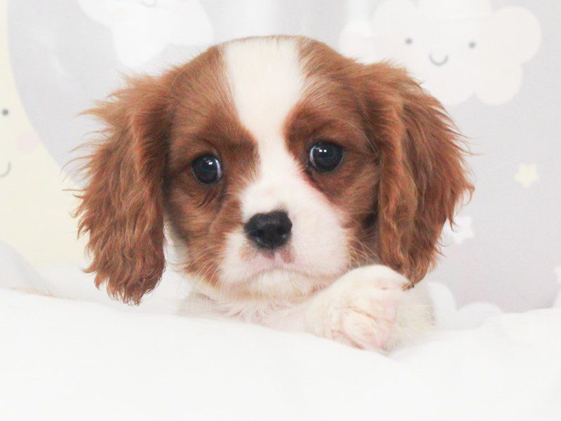 Cavalier King Charles