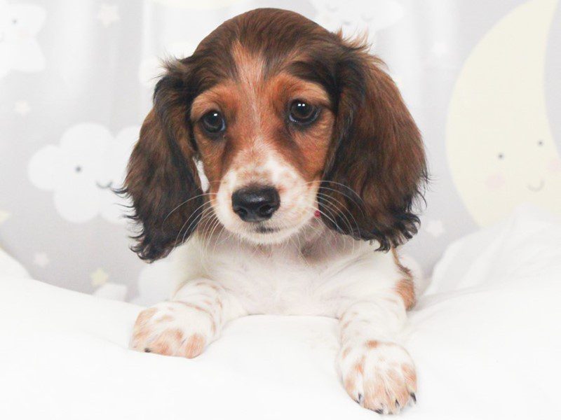 Dachshund