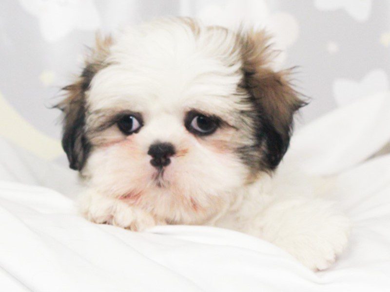 Shih Tzu