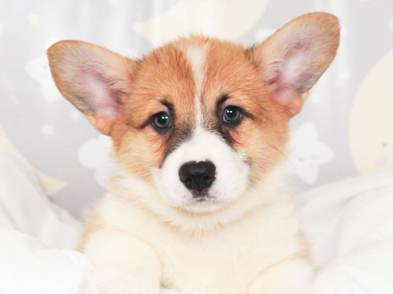 Pembroke Welsh Corgi