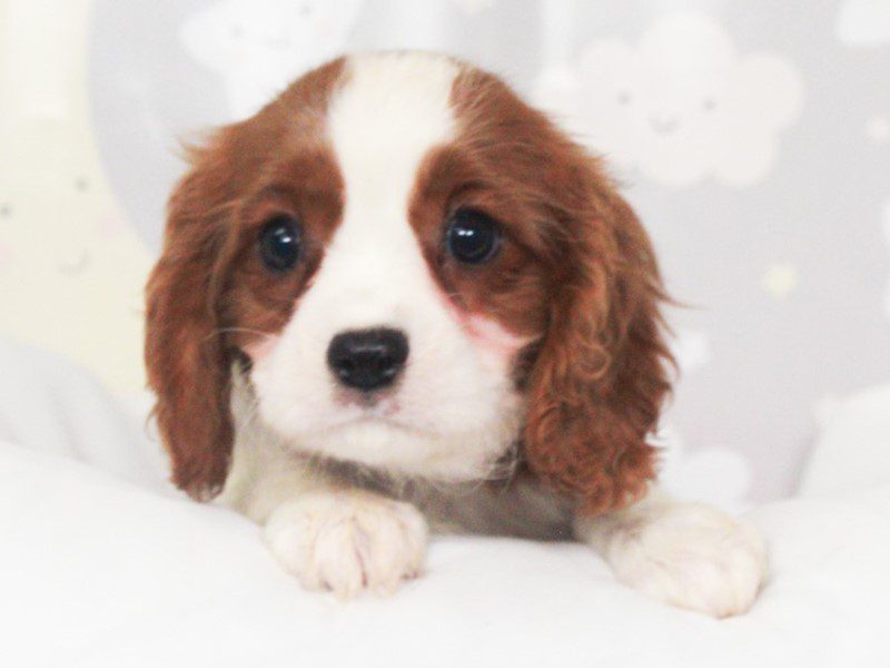 Cavalier King Charles